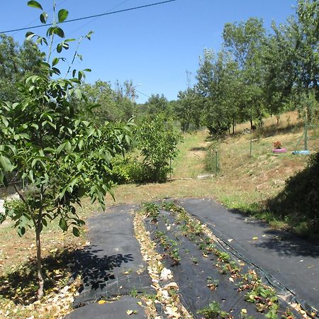 Bungalow "A Choupana" - Quinta Da Carvoica - Vale Pradinhos Vale de Pradinhos Eksteriør bilde