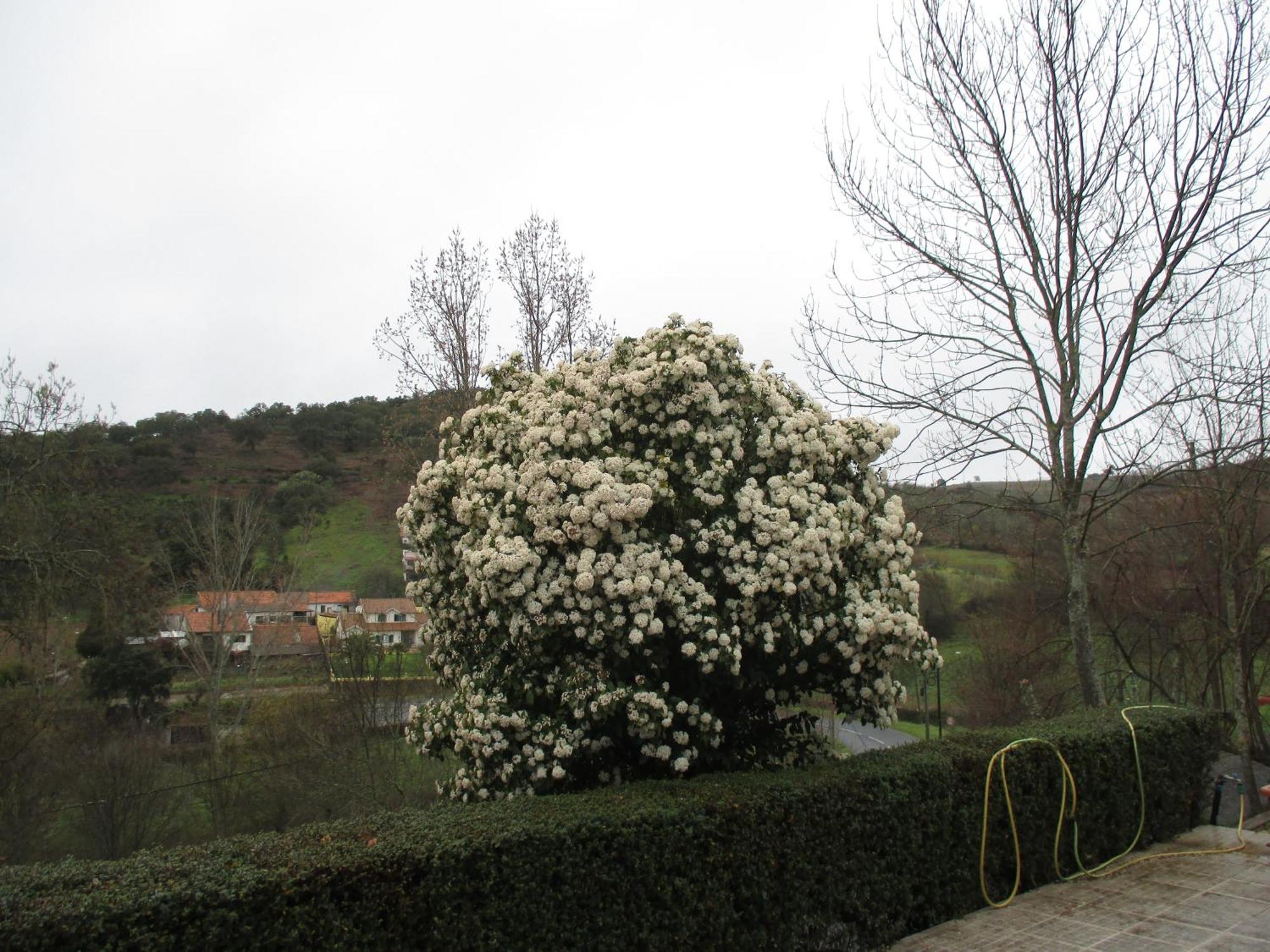 Bungalow "A Choupana" - Quinta Da Carvoica - Vale Pradinhos Vale de Pradinhos Eksteriør bilde
